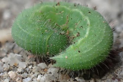 Lasiommata maera